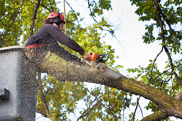 Best Tree Cutting Near Me  in Tignall, GA